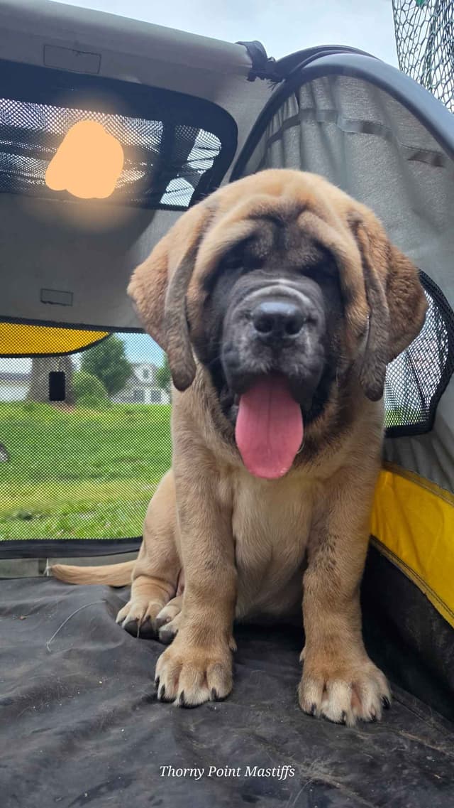 AKC Mastiff Puppies media 12