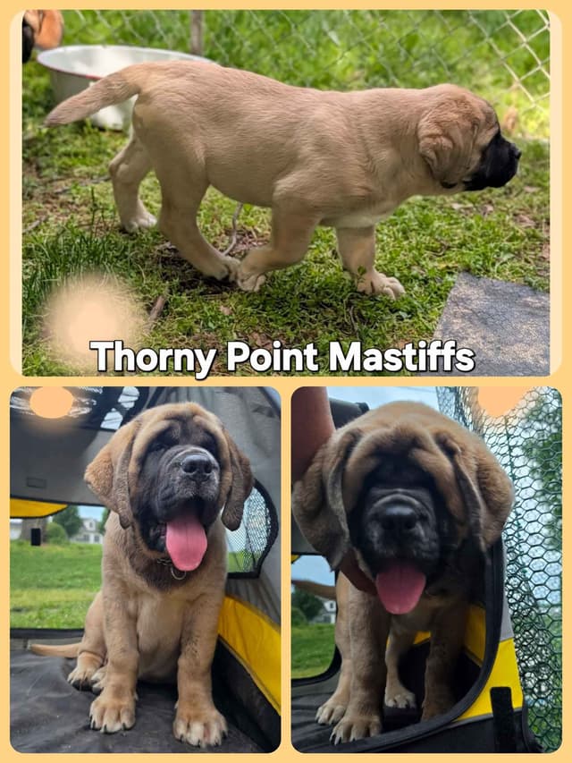 AKC Mastiff Puppies media 13