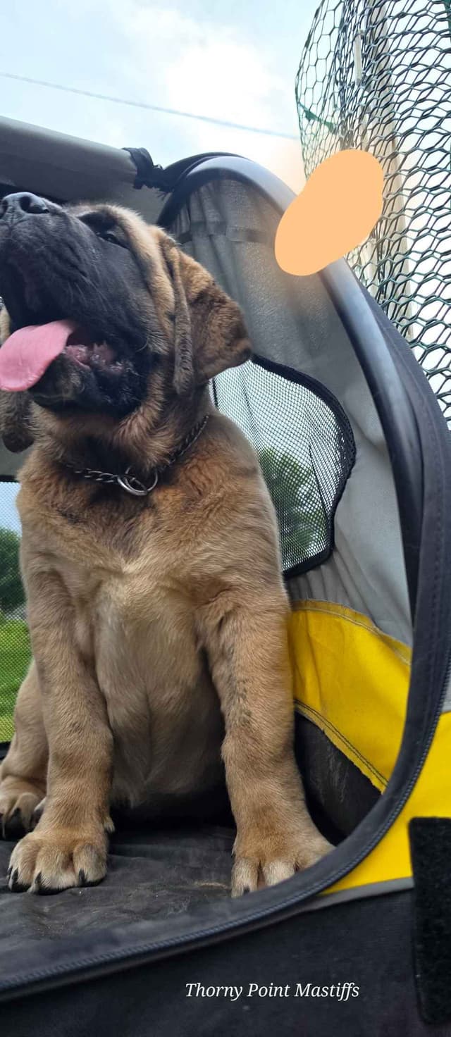 AKC Mastiff Puppies media 14