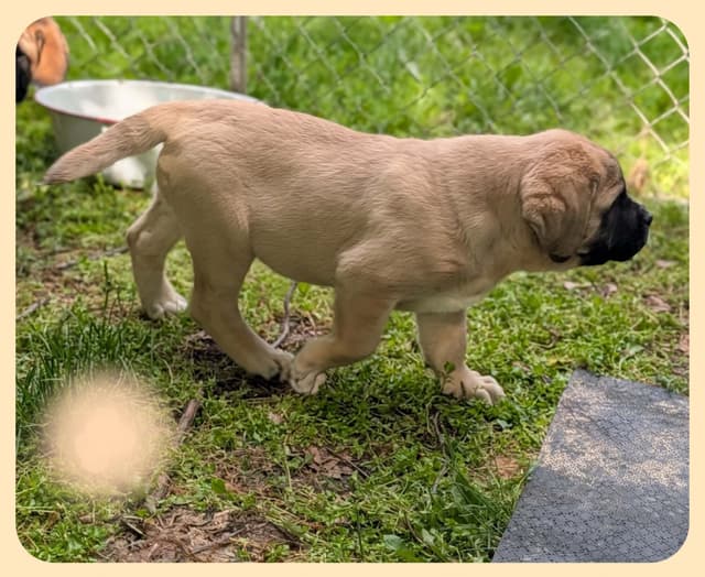 AKC Mastiff Puppies media 15