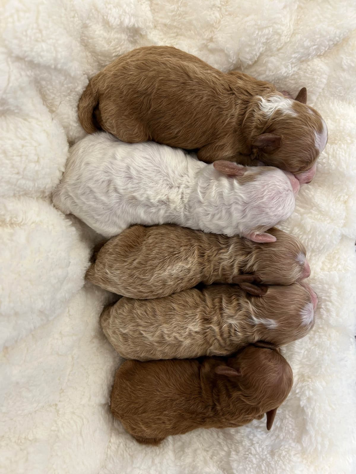 Poodle Puppies breeder image 1