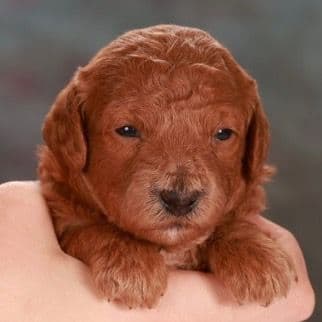 Poodle Puppies media 2
