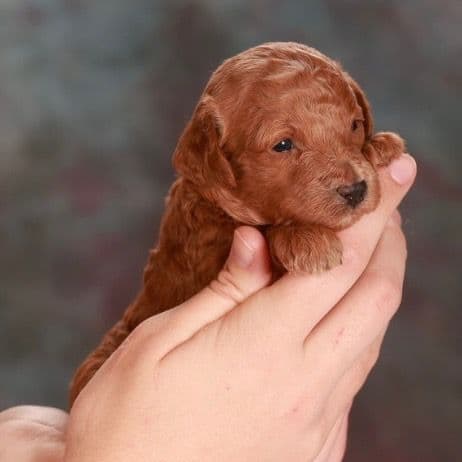 Poodle Puppies media 3