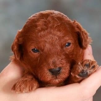 Poodle Puppies media 4