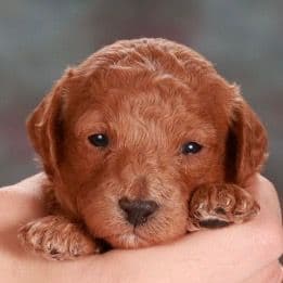 Poodle Puppies media 5