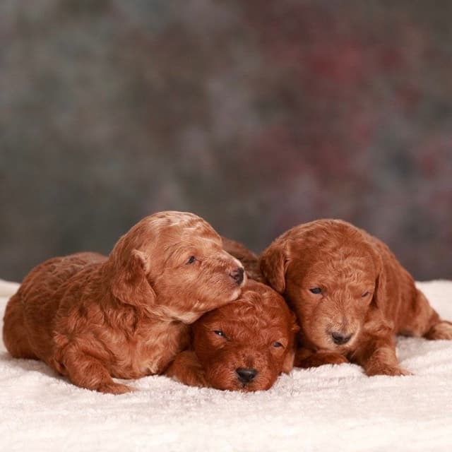 Poodle Puppies media 6