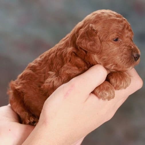 Poodle Puppies media 7