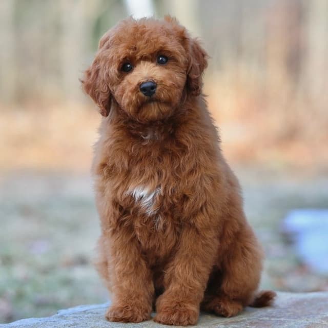 Poodle Puppies media 8