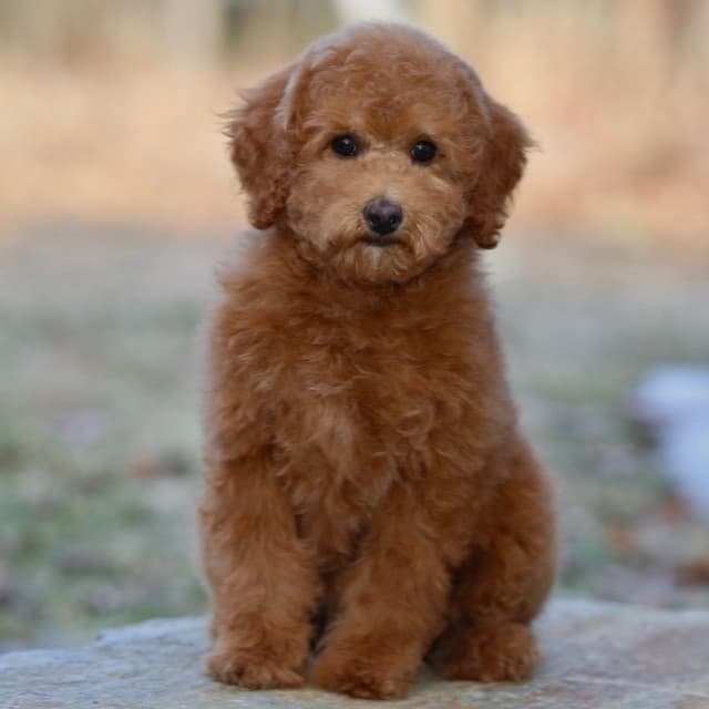 Poodle Puppies media 9