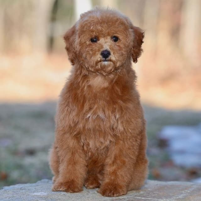 Poodle Puppies media 10
