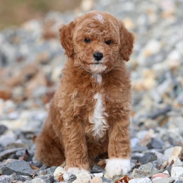 Poodle Puppies media 2