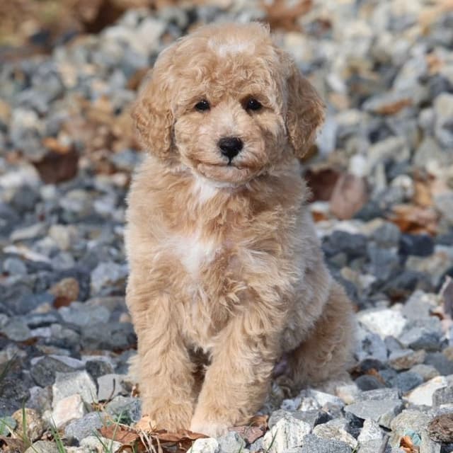 Poodle Puppies media 3