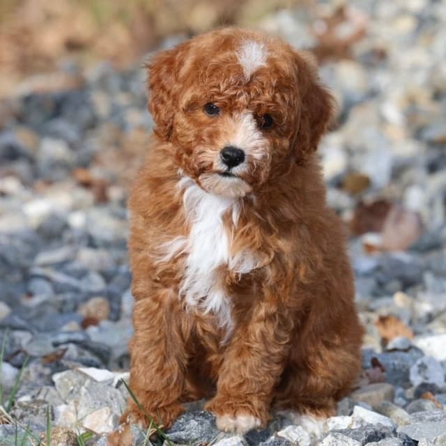 Poodle Puppies media 4