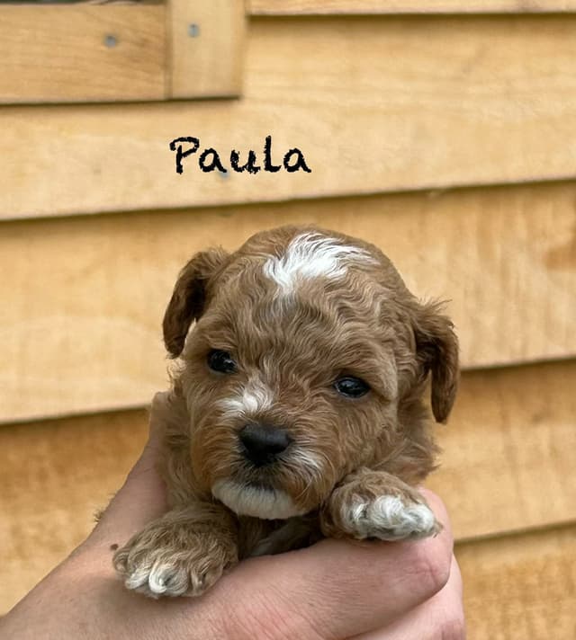 Small Toy Poodle Puppies media 10