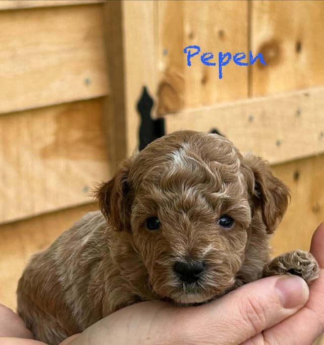 Small Toy Poodle Puppies media 6