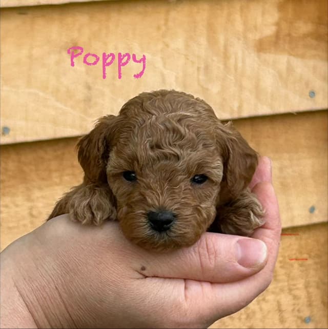 Small Toy Poodle Puppies media 8