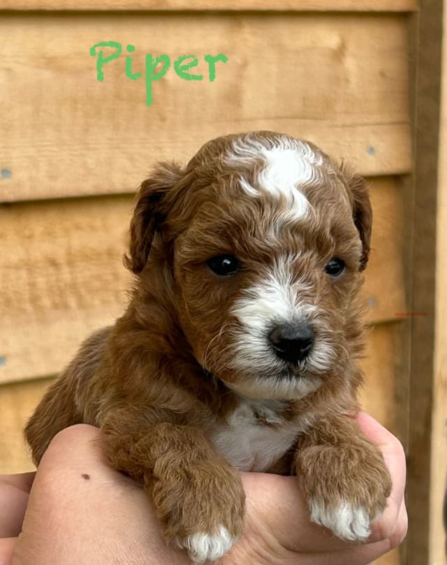 Small Toy Poodle Puppies media 4