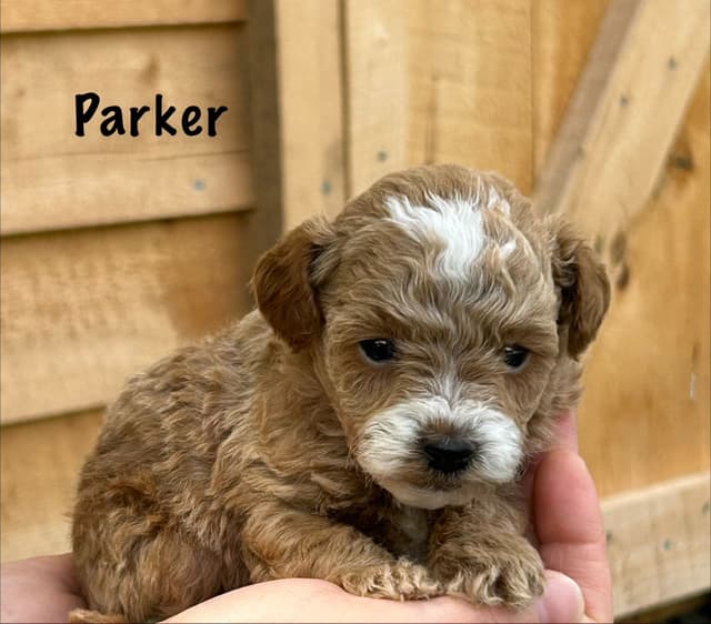 Small Toy Poodle Puppies media 2