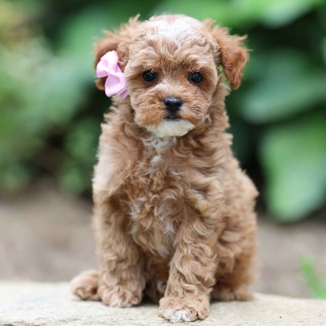 Small Toy Poodle Puppies media 9