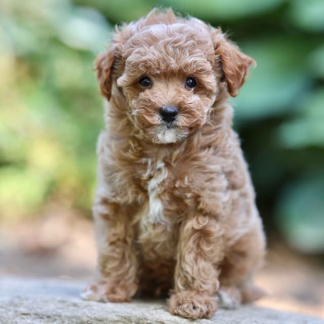 Small Toy Poodle Puppies media 5