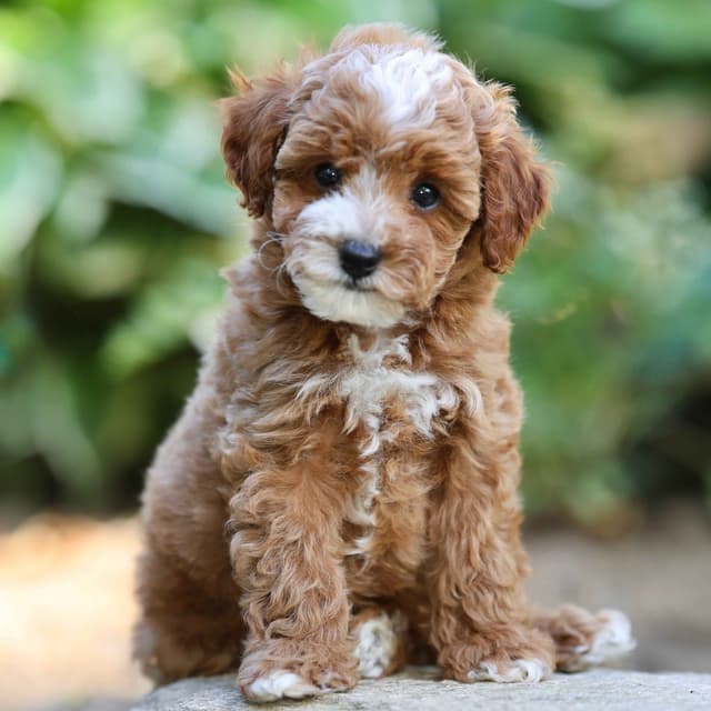 Small Toy Poodle Puppies media 3