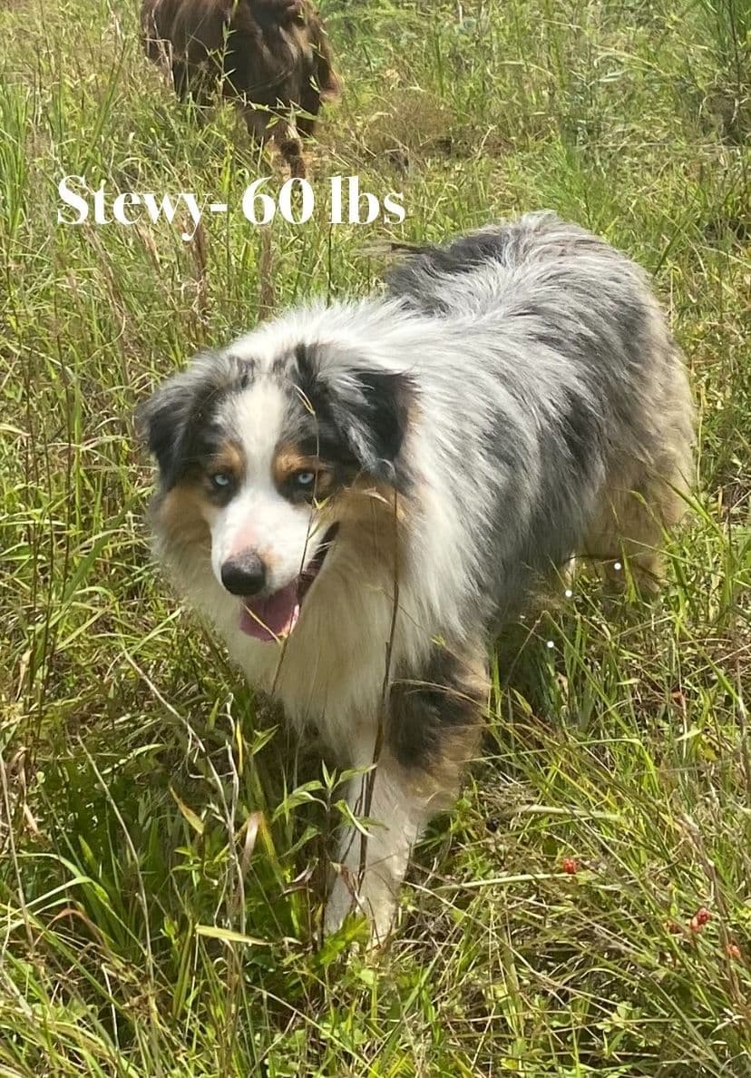 Australian Shepherd Puppies breeder image 2