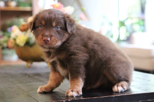 Australian Shepherd Puppies media 3