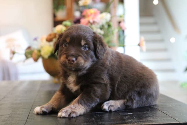 Australian Shepherd Puppies media 7