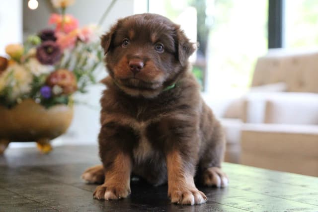 Australian Shepherd Puppies media 2