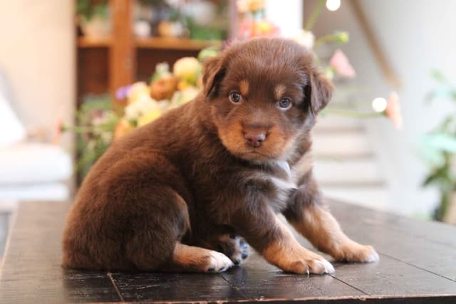 Australian Shepherd Puppies media 18