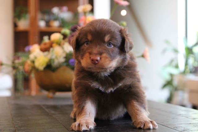 Australian Shepherd Puppies media 9