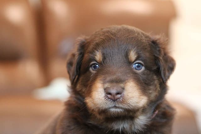 Australian Shepherd Puppies media 16