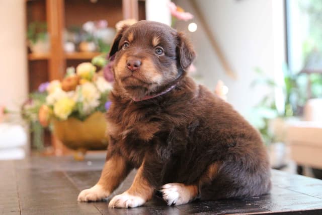 Australian Shepherd Puppies media 15