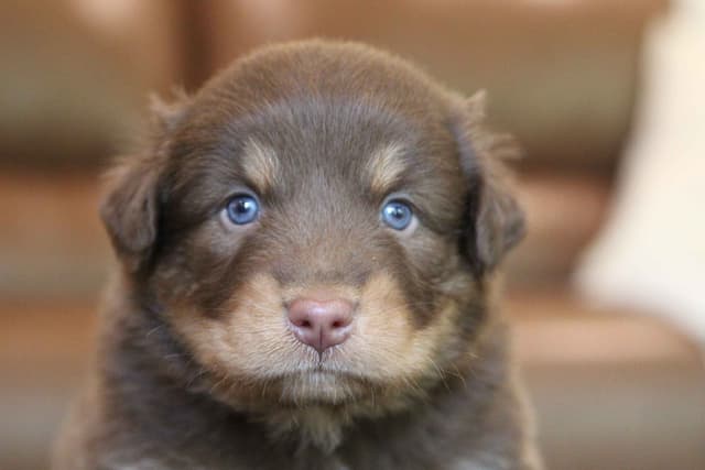 Australian Shepherd Puppies media 12