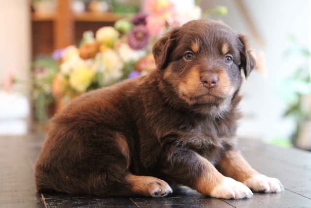 Australian Shepherd Puppies media 14