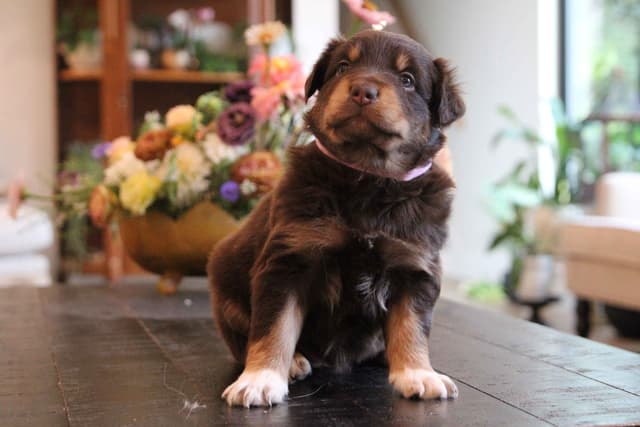Australian Shepherd Puppies media 13