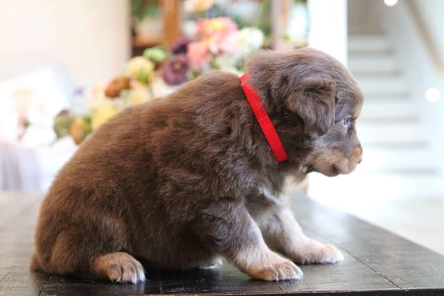 Australian Shepherd Puppies media 10