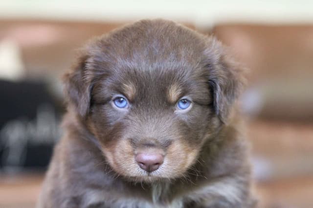 Australian Shepherd Puppies media 4