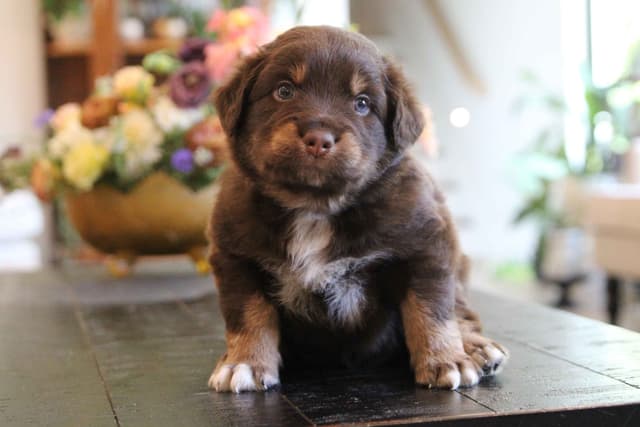 Australian Shepherd Puppies media 5