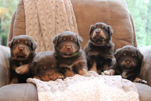Australian Shepherd Puppies media 21