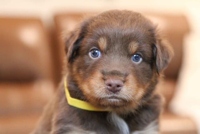 Australian Shepherd Puppies media 20