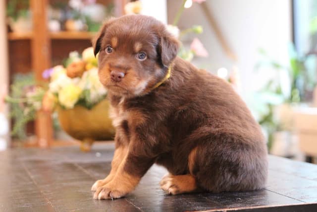 Australian Shepherd Puppies media 19