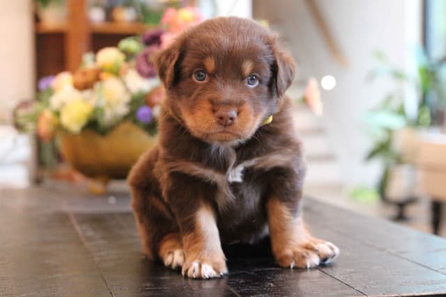 Australian Shepherd Puppies media 17