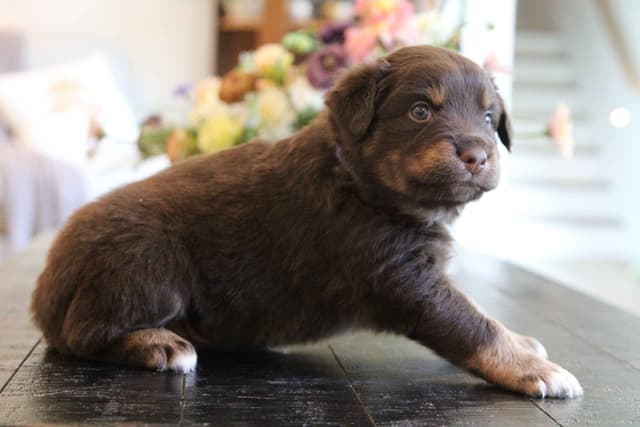 Australian Shepherd Puppies media 6