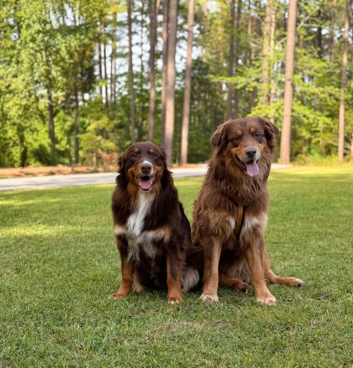 Australian Shepherd Puppies breeder image 4