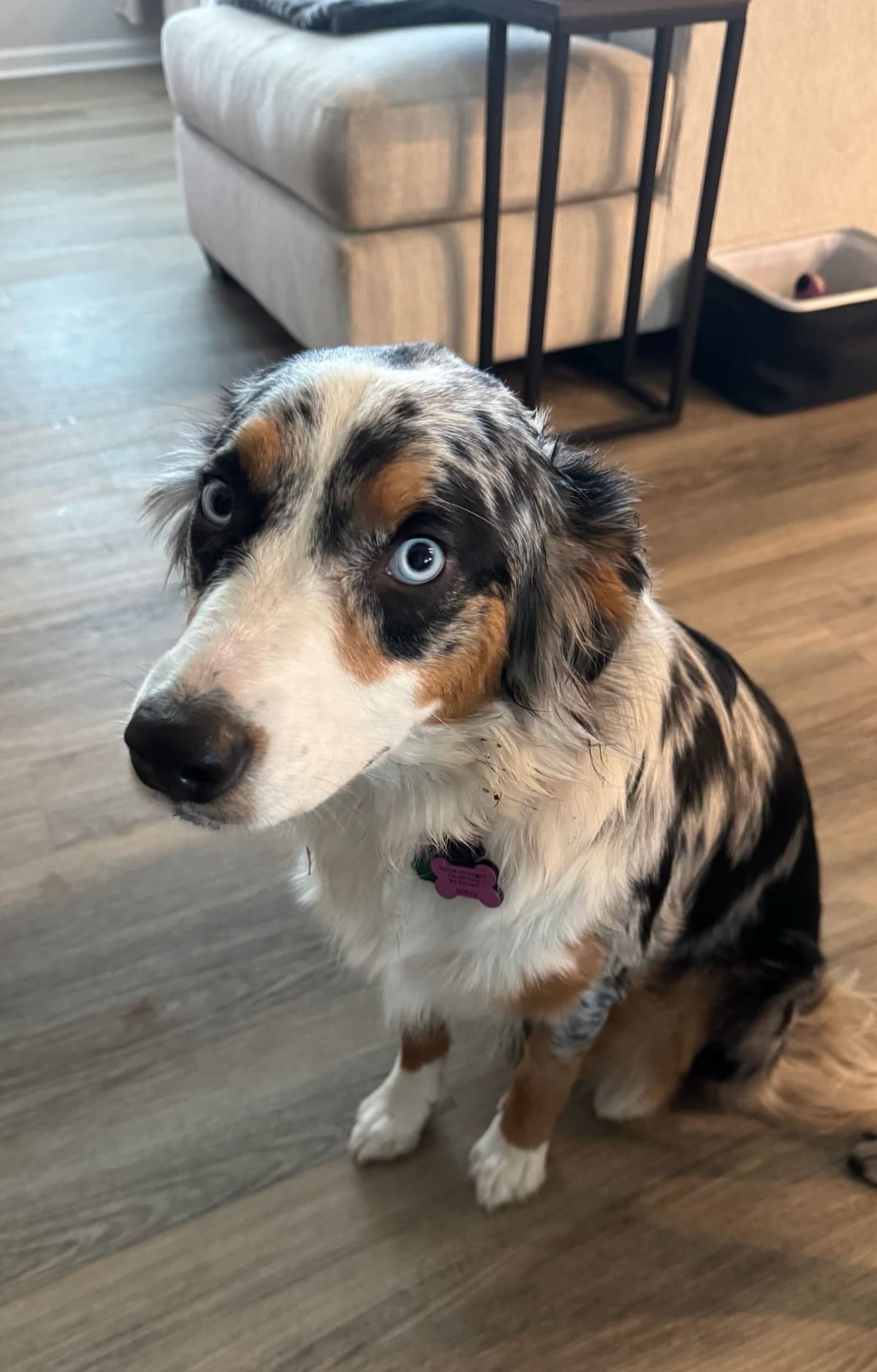 Australian Shepherd Puppies breeder image 5