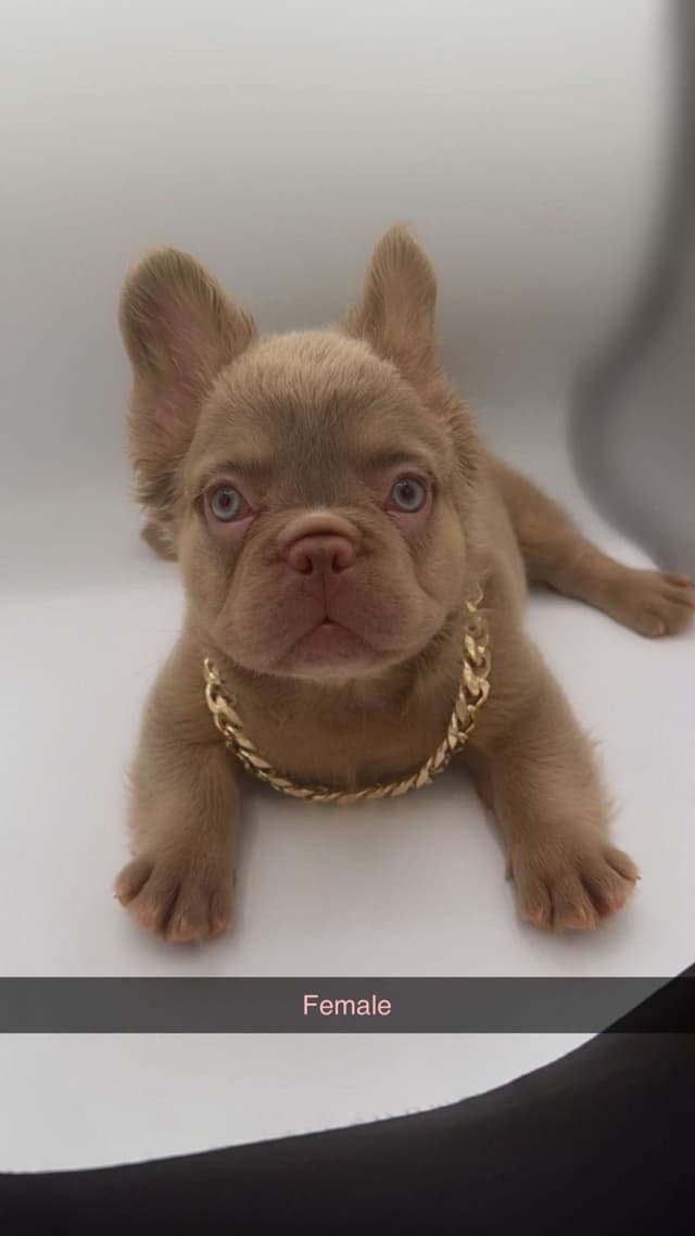 French Bulldog Puppies media 2