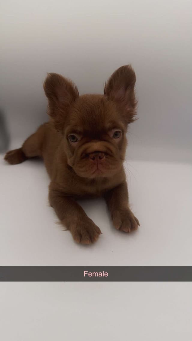 French Bulldog Puppies media 4