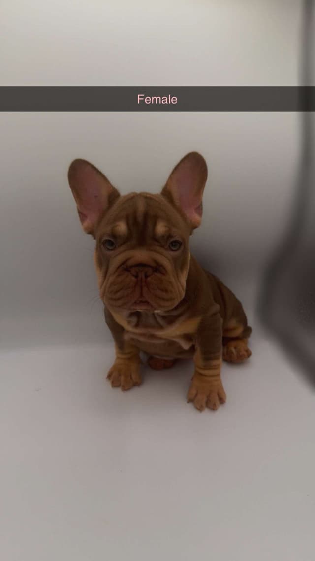 French Bulldog Puppies media 3