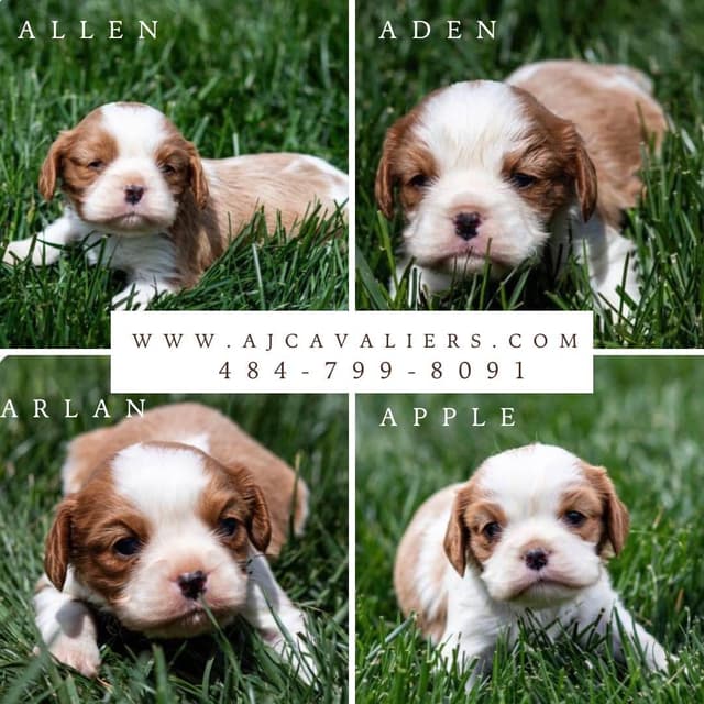 Cavalier King Charles Spaniel Puppies media 6